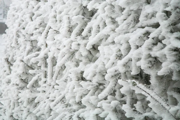 Matte Kers Pruimenheg Een Wintertuin — Stockfoto