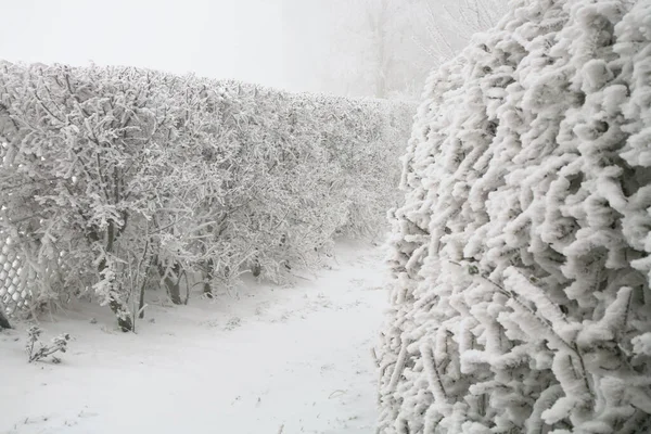 Cobertura Ciruela Cereza Esmerilada Jardín Campestre Invierno —  Fotos de Stock