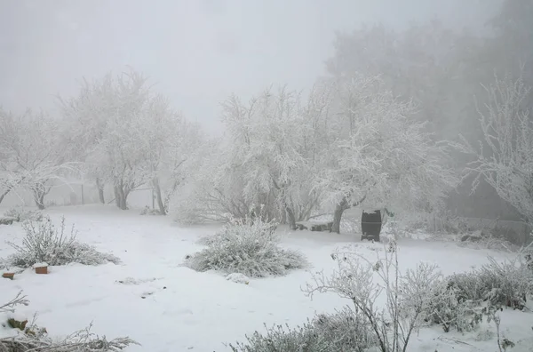 Backyard Rural Garden Covered Snow Perennials Winter Sleep — Stock Photo, Image