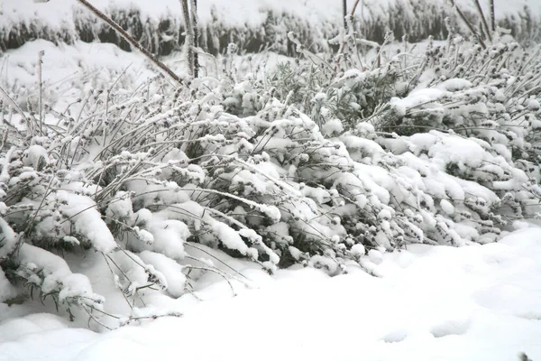 霜降りラベンダーの茂み 冬の冬眠中の田舎のハーブガーデン — ストック写真