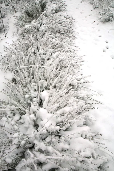 Cespugli Lavanda Glassata Giardino Erbe Rurali Durante Letargo Invernale — Foto Stock