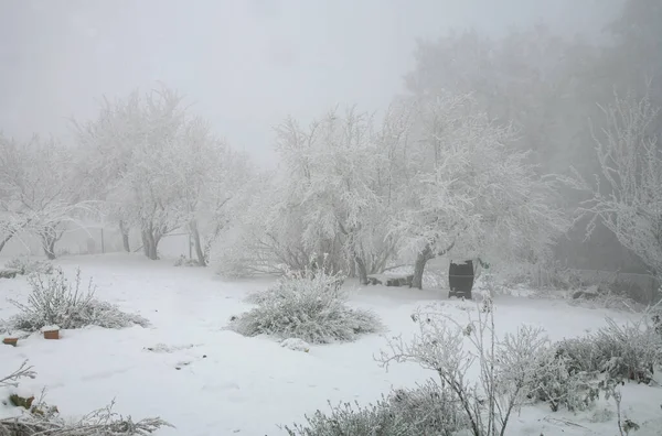 Giardino Rurale Cortile Coperto Neve Perenni Nel Sonno Invernale Foto Stock