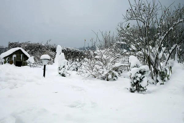 Задній Двір Сільського Саду Вкритий Снігом Багаторічні Рослини Зимовому Сні Ліцензійні Стокові Зображення