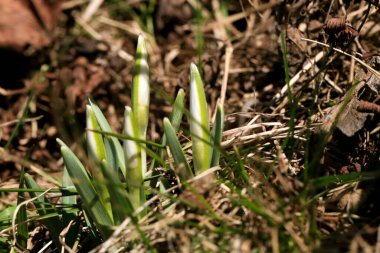Kardelen filizleniyor. Baharın simgesi ve işareti. İlk bahar çiçekleri.