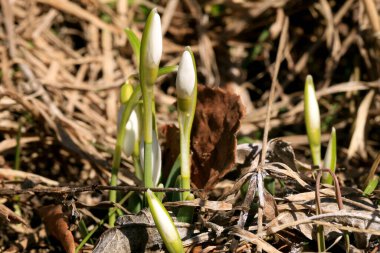 Kardelen filizleniyor. Baharın simgesi ve işareti. İlk bahar çiçekleri.