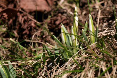 Kardelen filizleniyor. Baharın simgesi ve işareti. İlk bahar çiçekleri.