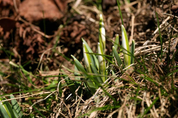 Gotas Neve Brotar Símbolo Sinal Primavera Primeiras Flores Primavera — Fotografia de Stock