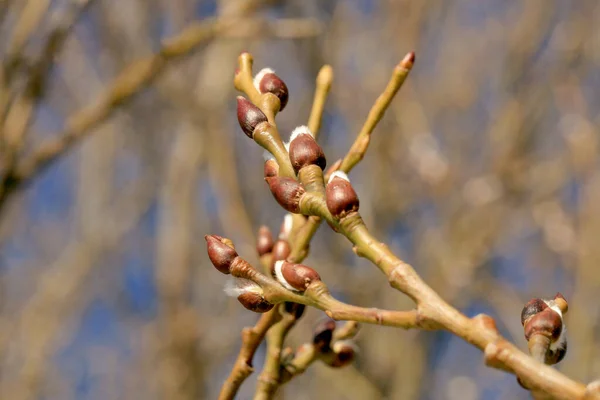 Pussy Willow First Spring Source Pollen Protein Food Bees Beautiful — 图库照片