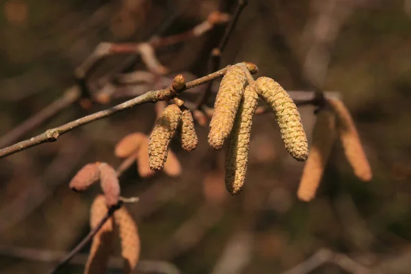 Nocciola Fiore Fonte Primaverile Polline Api Altri Insetti — Foto Stock