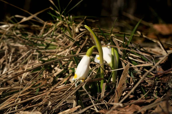 雪が降る 春のシンボルと記号 最初の春の花 — ストック写真