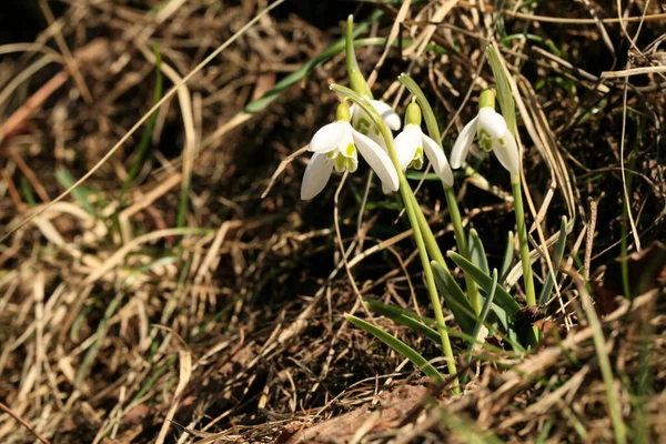 Brotando Gotas Nieve Símbolo Signo Primavera Las Primeras Flores Primavera — Foto de Stock