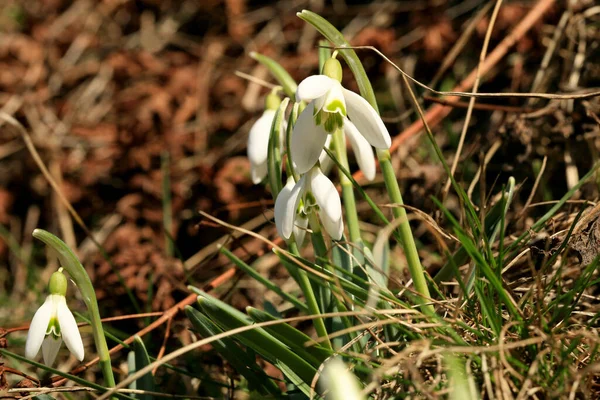 Schneeglöckchen Sprießen Symbol Und Zeichen Des Frühlings Die Ersten Frühlingsblumen — Stockfoto