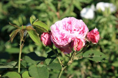 Pembe gül Louise Odier