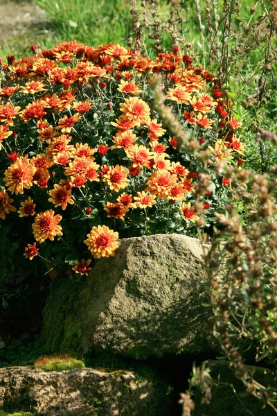 Chrysanthemum — Stock Photo, Image