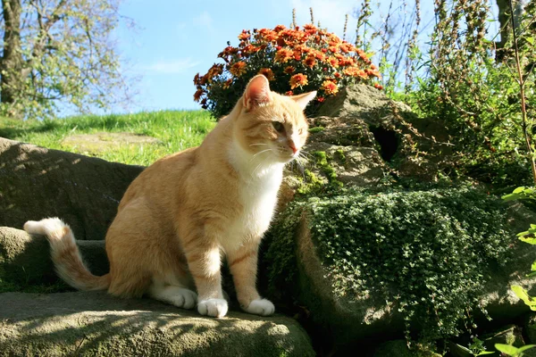 Ginger cat — Stock Photo, Image