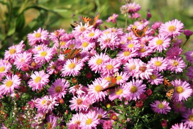 Sonbahar aster amellus mavi çiçekler üzerinde Kelebek