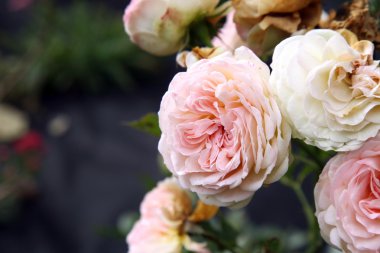 Pembe gül. Geçen zaman