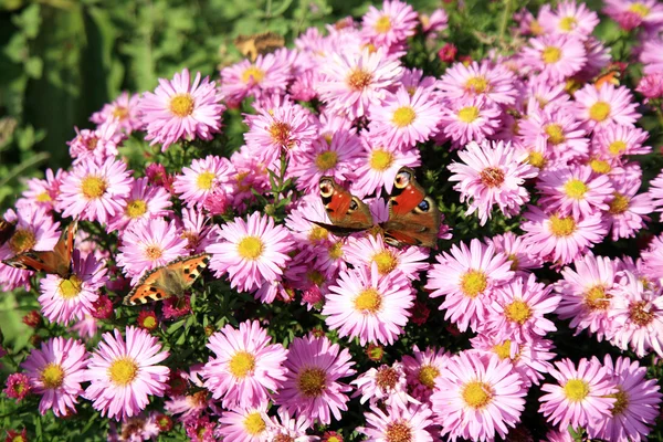 Butterfly on blue flowers of autumn aster amellus — Stock Photo, Image