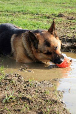 Alman çoban köpek bir su birikintisi içinde