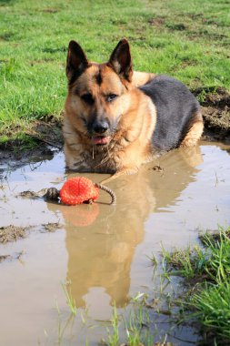 Alman çoban köpek bir su birikintisi içinde