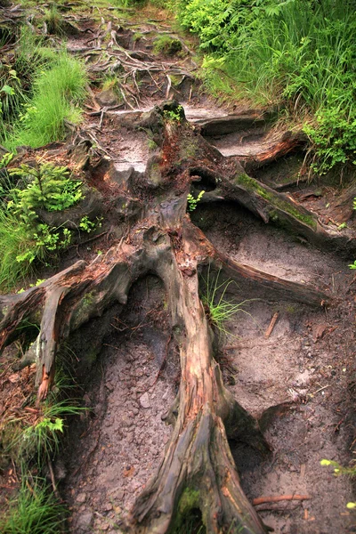 Горная тропа в Столовых горах, Польша — стоковое фото
