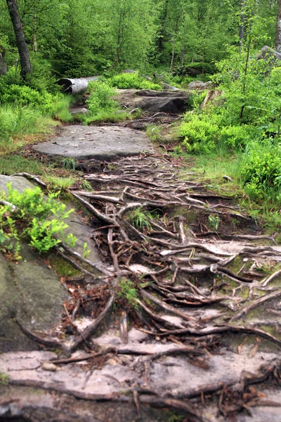 Bergpfad in Tafelbergen, Polen — Stockfoto