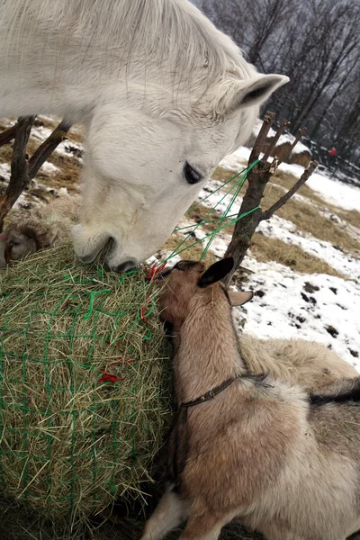 Foin de chèvre et de cheval pendant l'hiver . — Photo