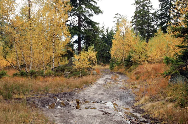 Muddy way in the autumn forest. — Stock Photo, Image