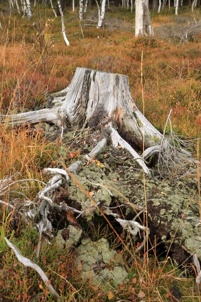 Dry stump. — Stock Photo, Image