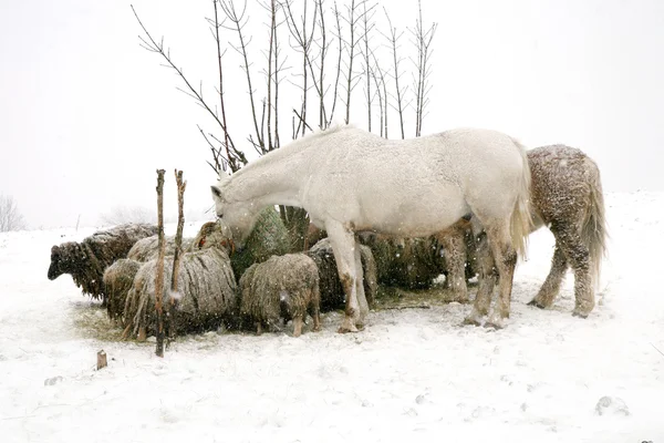 Troupeau de moutons Skudde et chevaux mangeant du foin — Photo