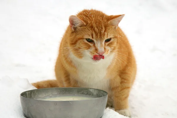 Ginger cat drinking milk — Stock Photo, Image