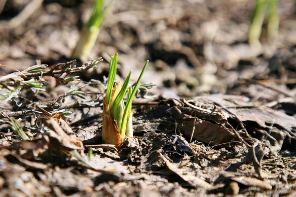 Crocus no jardim rural, início da primavera — Fotografia de Stock