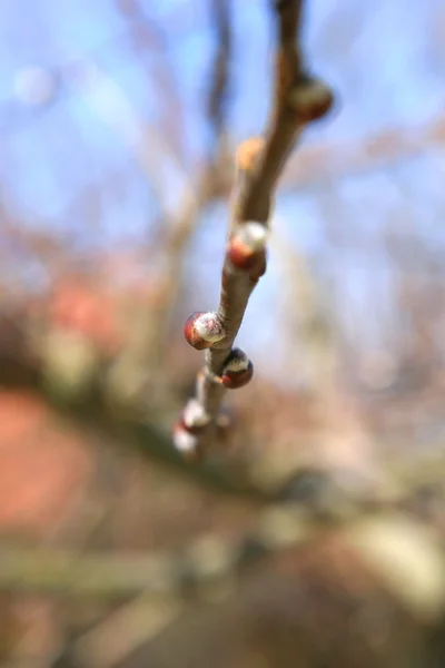 繁花似锦的春天柳树 — 图库照片