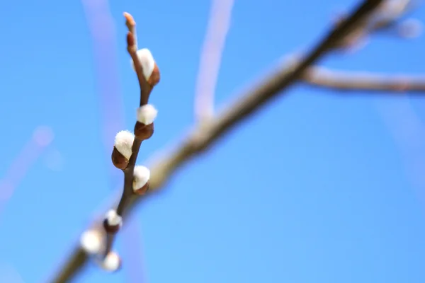 Bloeiende lente wilg — Stockfoto