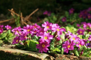 Primula çeşidinde, Bahar çiçek