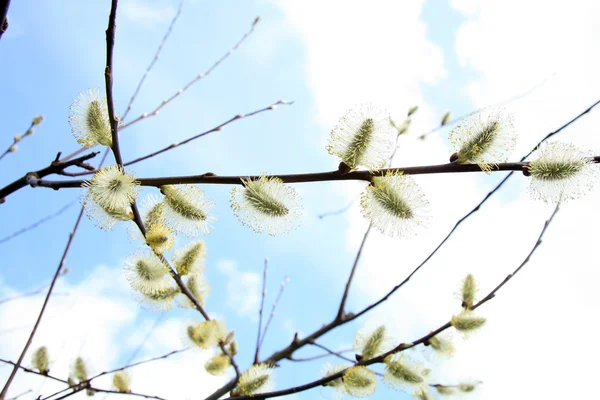 Salice primaverile fiorito — Foto Stock