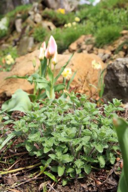 Lale ve catnip bahar tarafından.
