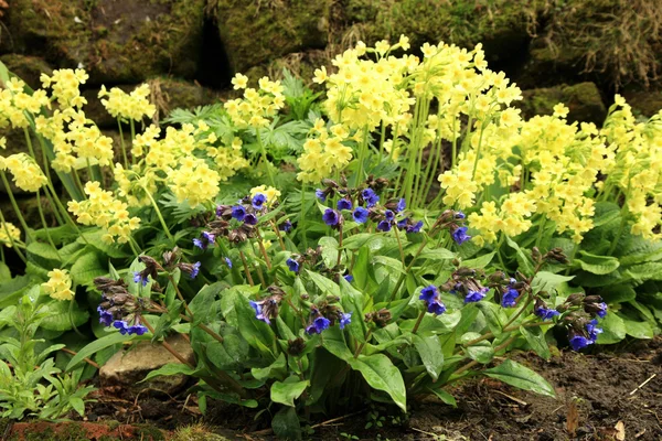Yellow Primula Vulgaris and blue Lungwort — Stock Fotó