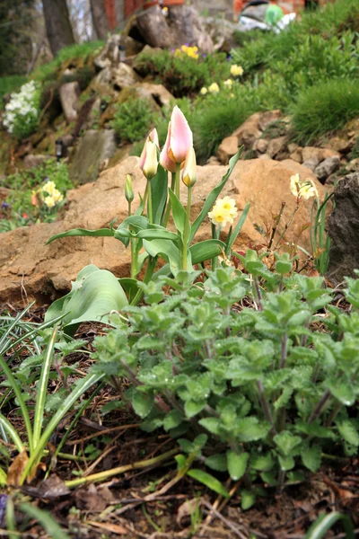 Tulips and catnip by spring. — Stock Photo, Image