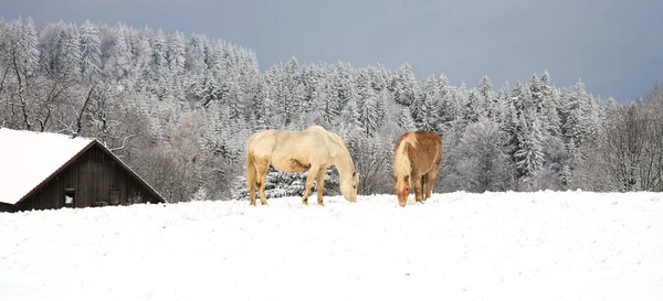 Two old retired horses. Winter farm