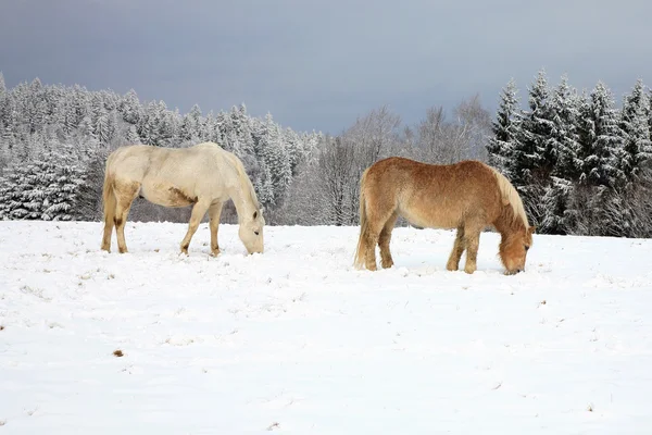 Deux vieux chevaux à la retraite — Photo