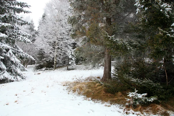 Dégel printanier dans la forêt — Photo