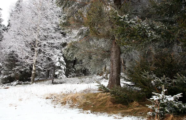 Frühlingstauwetter im Wald — Stockfoto