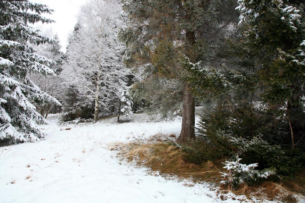 Spring thaw in the forest