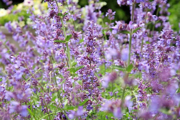 Bloemen van kattekruid (Nepeta ) — Stockfoto