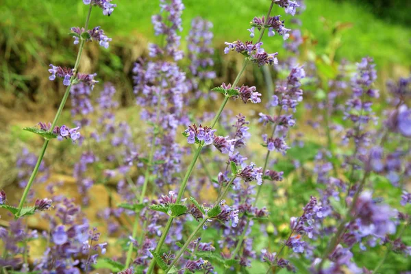 Catnip flores (Nepeta  ) — Fotografia de Stock