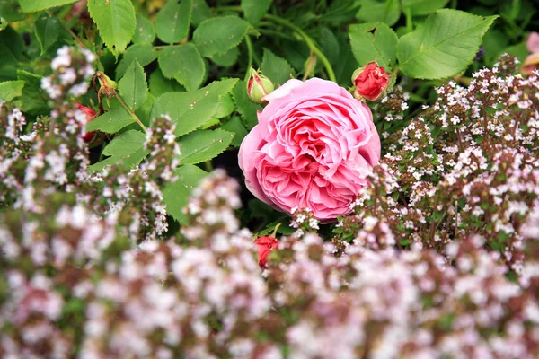 Rosa rosa storica Louise Odier e timo — Foto Stock