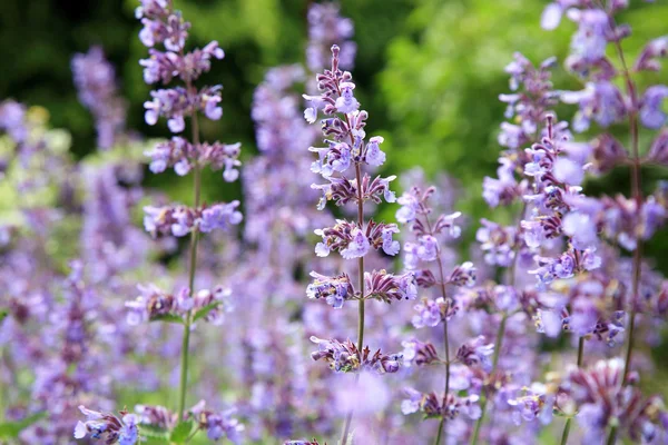 Kedi otu çiçek (Nepeta ) — Stok fotoğraf