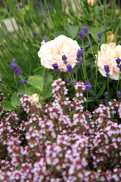 Blossom historiska vita ros med timjan och lavendel — Stockfoto