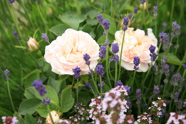 Blossom historiska vita ros med timjan och lavendel — Stockfoto